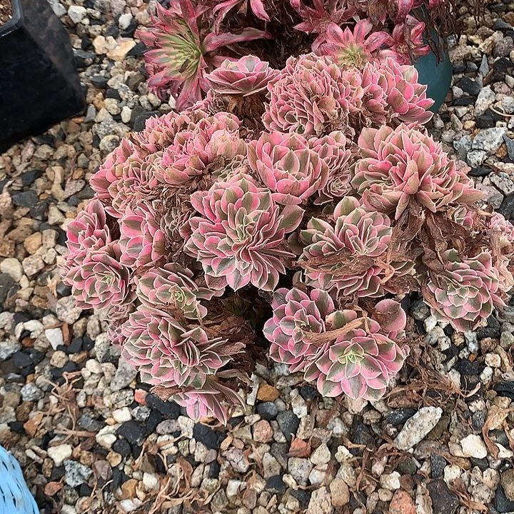 炫彩朵朵脱土不带盆