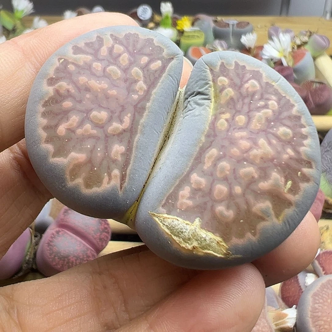 1023有干伤超级巨无霸蓝体清