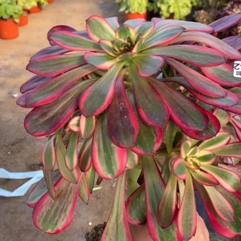 642丽娜满25包邮多肉