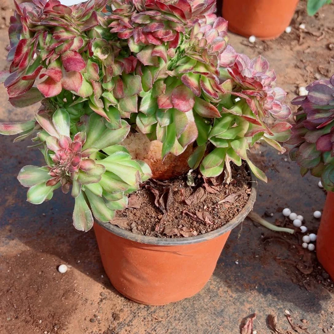 我3329 号多肉多肉法师新年福利