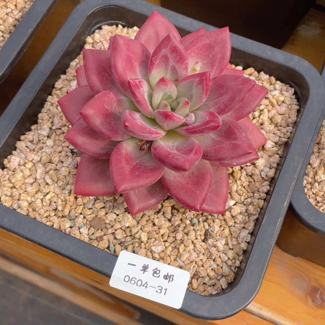 幸*0604-31-赫菲斯托。。。。。