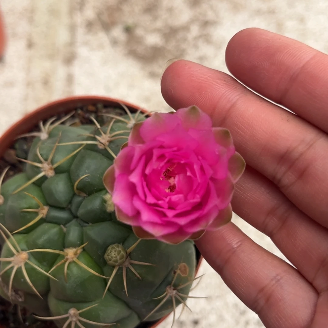 万****3实生美花海王仙人球1