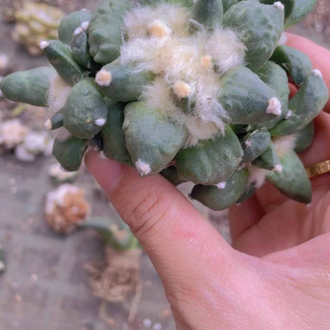 自根群生福利福利
