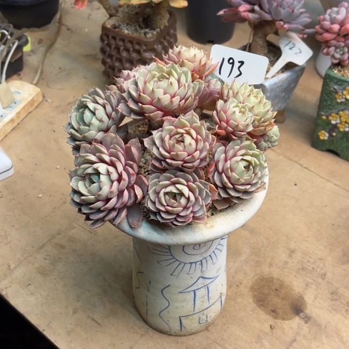 多肉植物，笨吧蒂斯193号