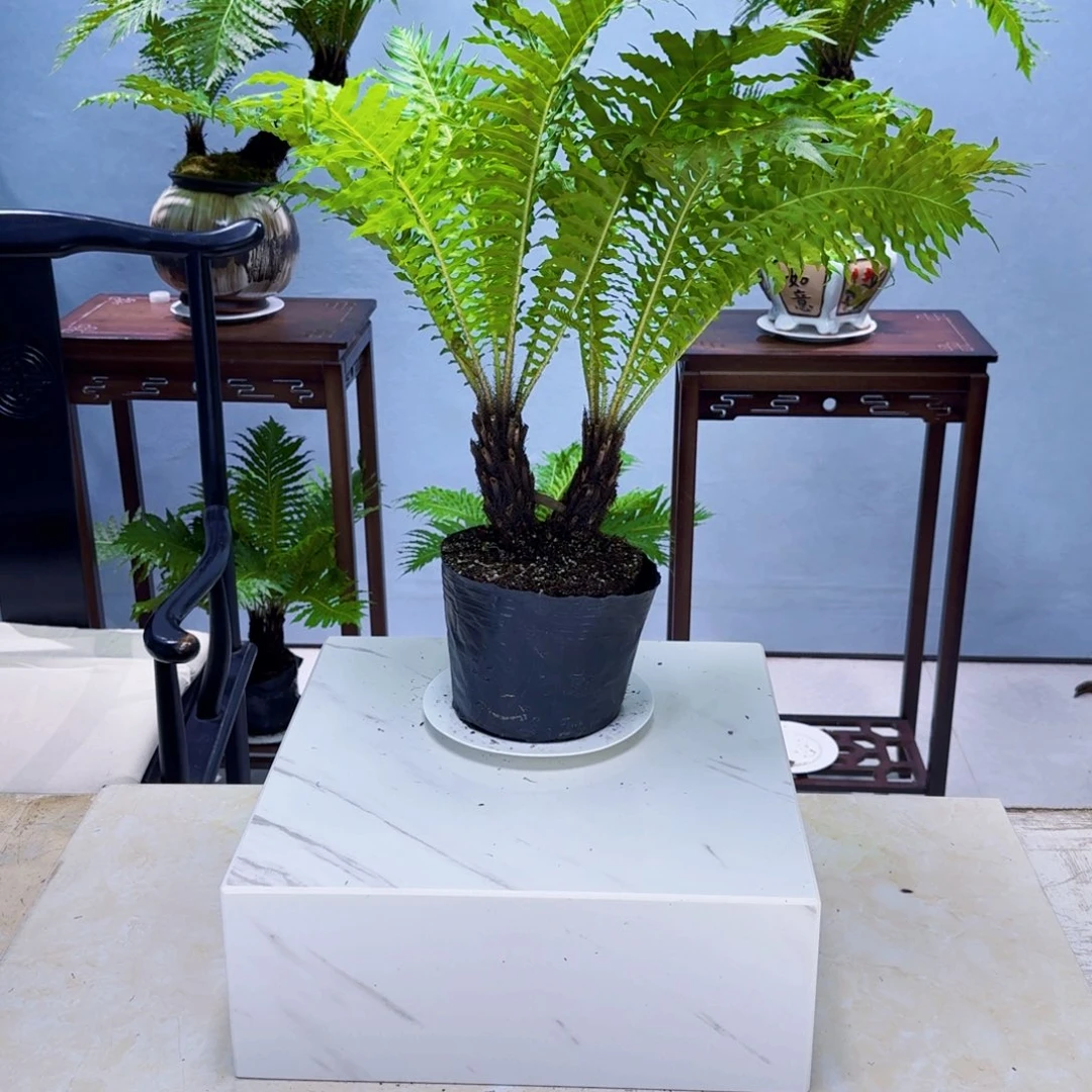 L***A不开花植物小双头富贵蕨