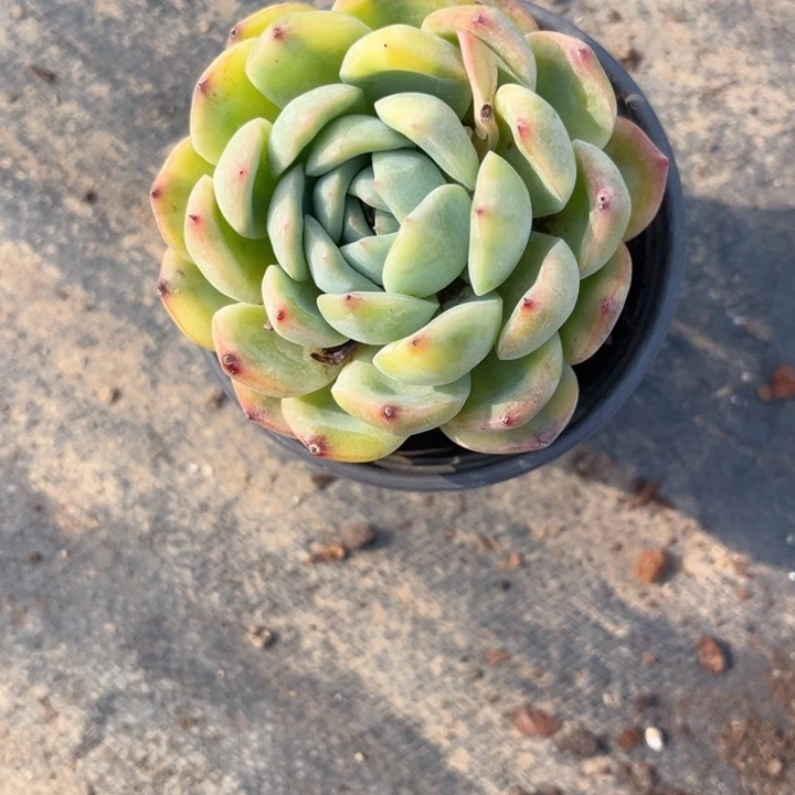 豚**妈冬云锦9885556557888