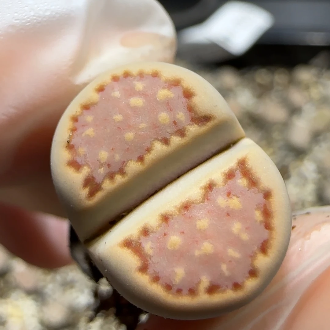 12.4    .013饼干。  5070