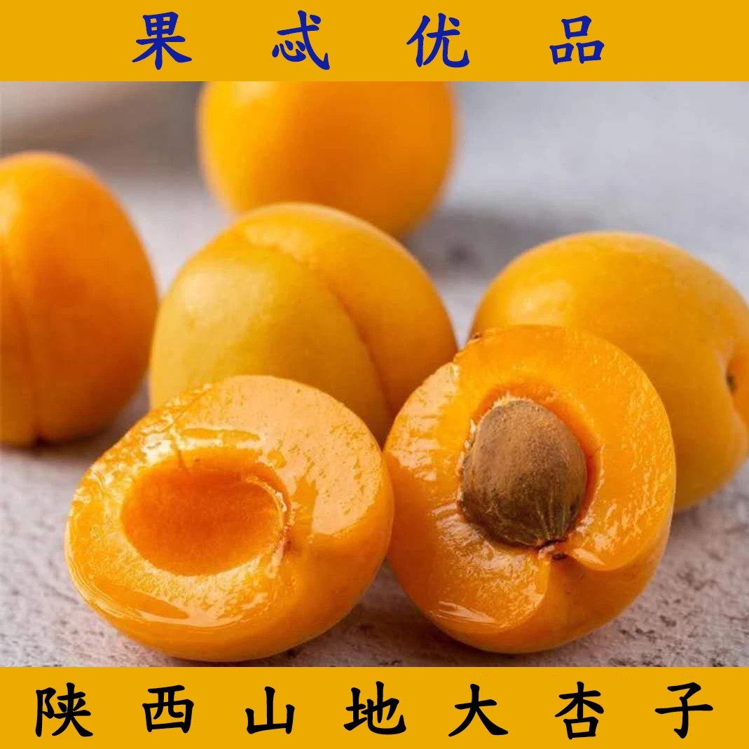正宗陕西山地大黄杏新鲜孕妇水果酸甜口感金太阳整箱批发包邮