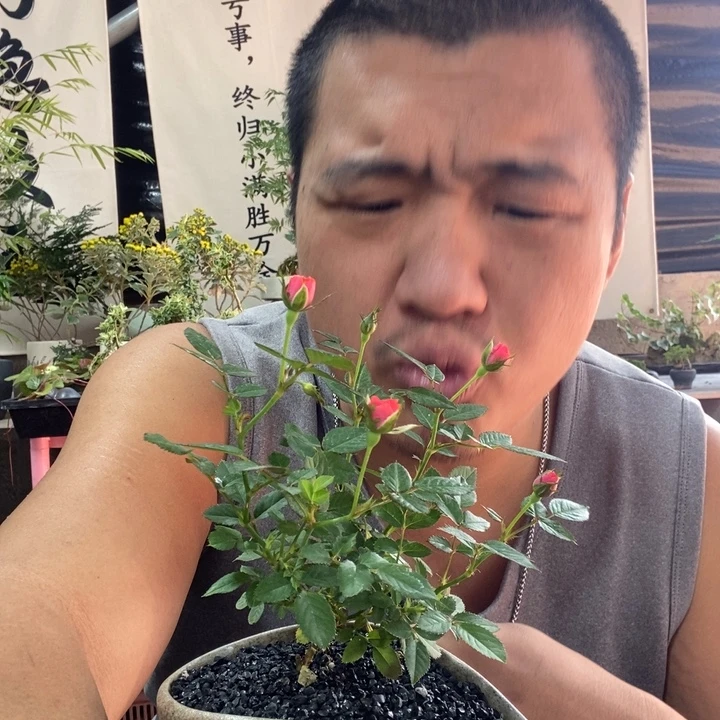 J***A以实际为准盆景盆栽绿植一一