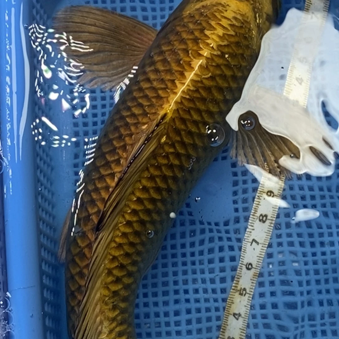 锦鲤冷水锦鲤包邮
