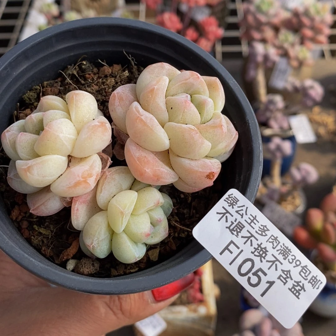 冰玉051/7cm不包整