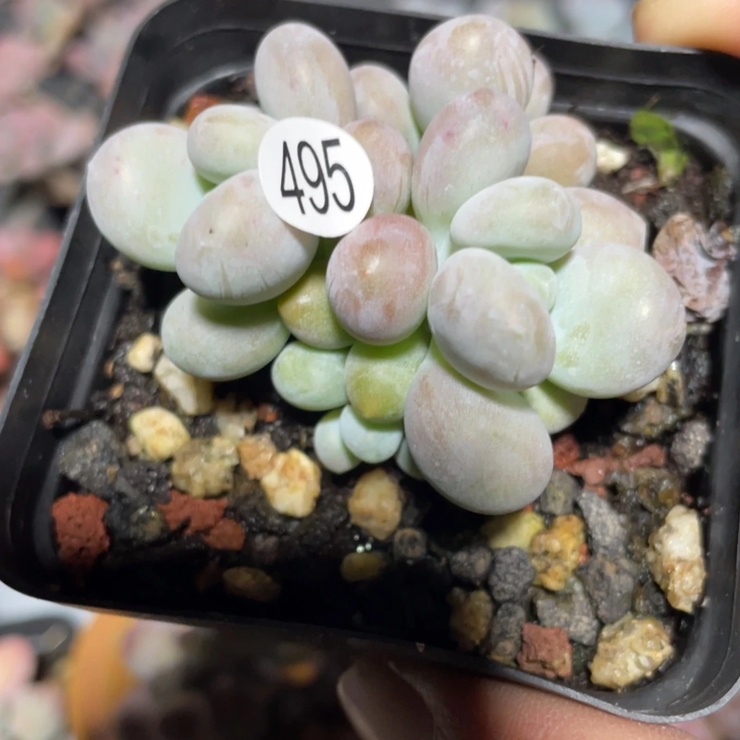 程雪球多肉植物啊