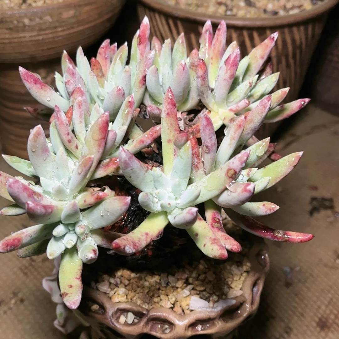 9570文森特仙女杯多肉