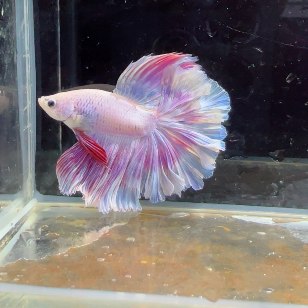 斗鱼浅色特殊尾hhhh