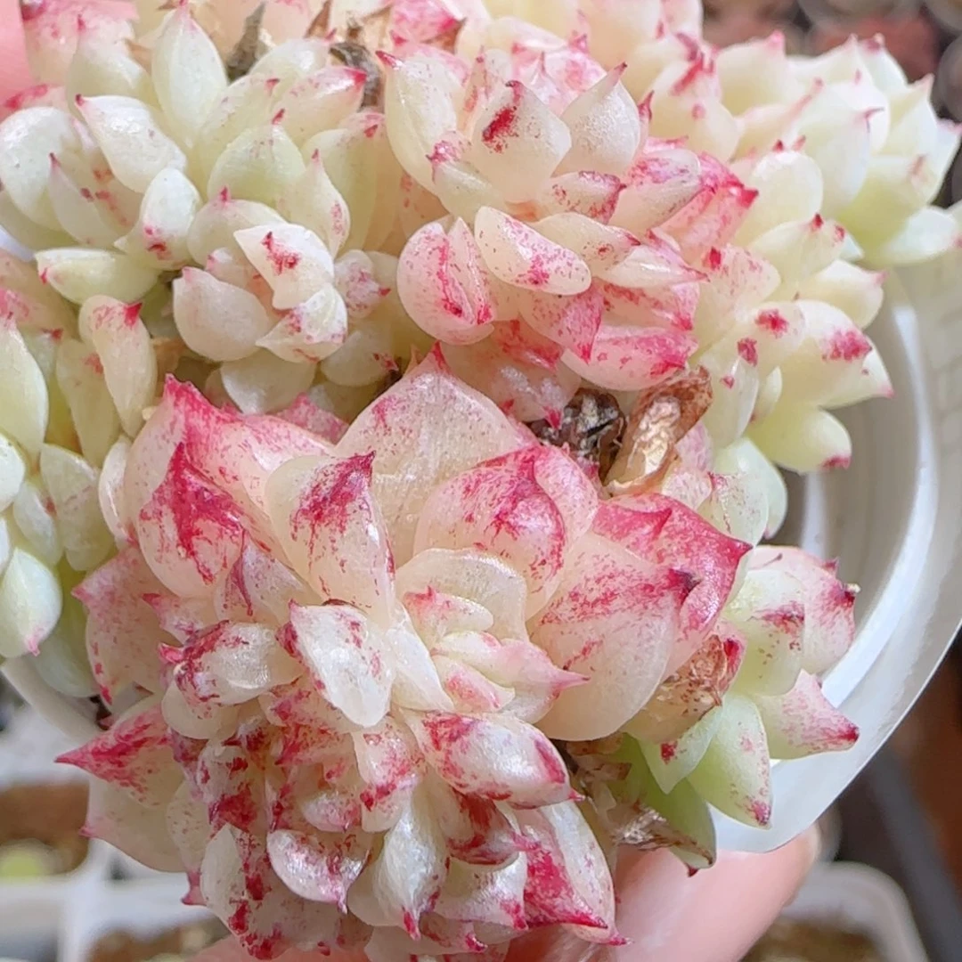 花语多肉0101-117石化魔仙麦秆散