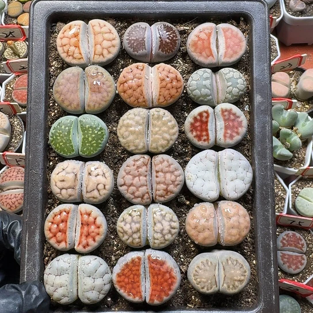 生石花1111。  275