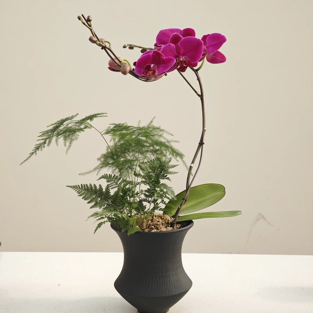 蝴蝶兰一物一拍【一棵成景】系列 精致创意艺术室内桌面花卉办公室