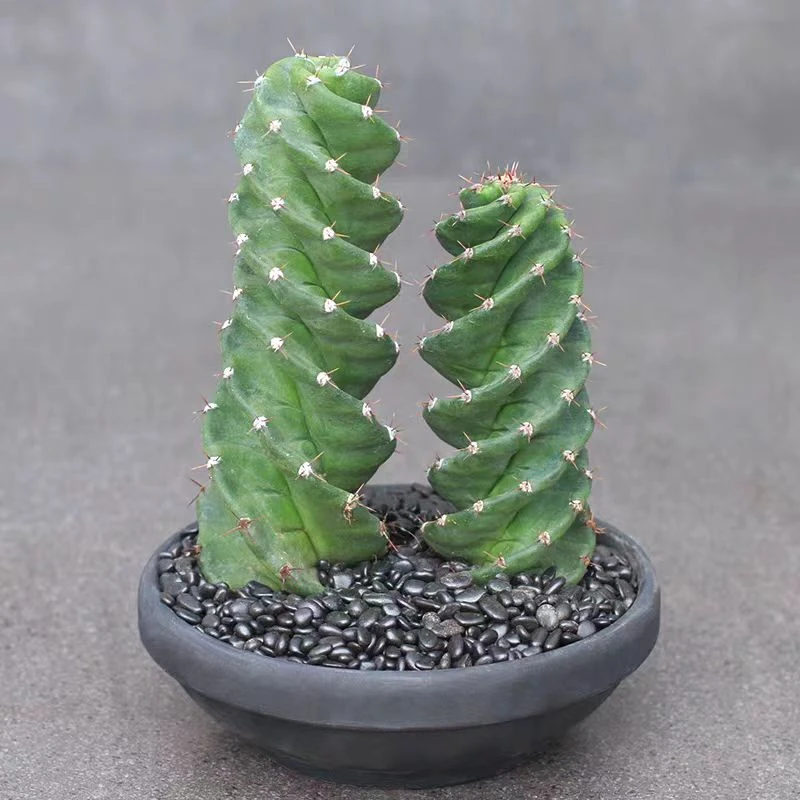 龙卷风螺旋仙人柱仙人掌多肉植物多头仙人掌盆栽耐寒好养沙生绿植