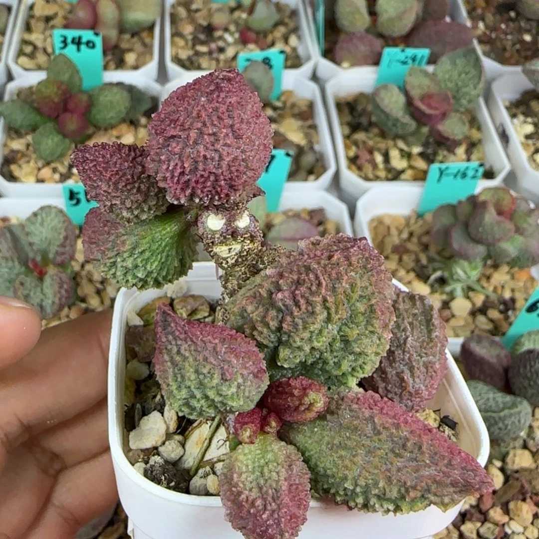 羊肚菌叶片一个，图为母本