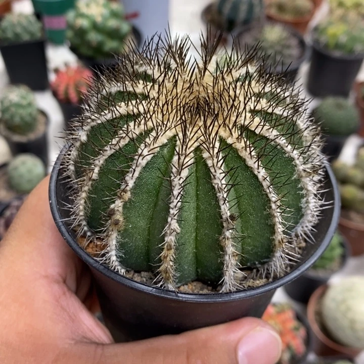 黑刺尤博球特价福利