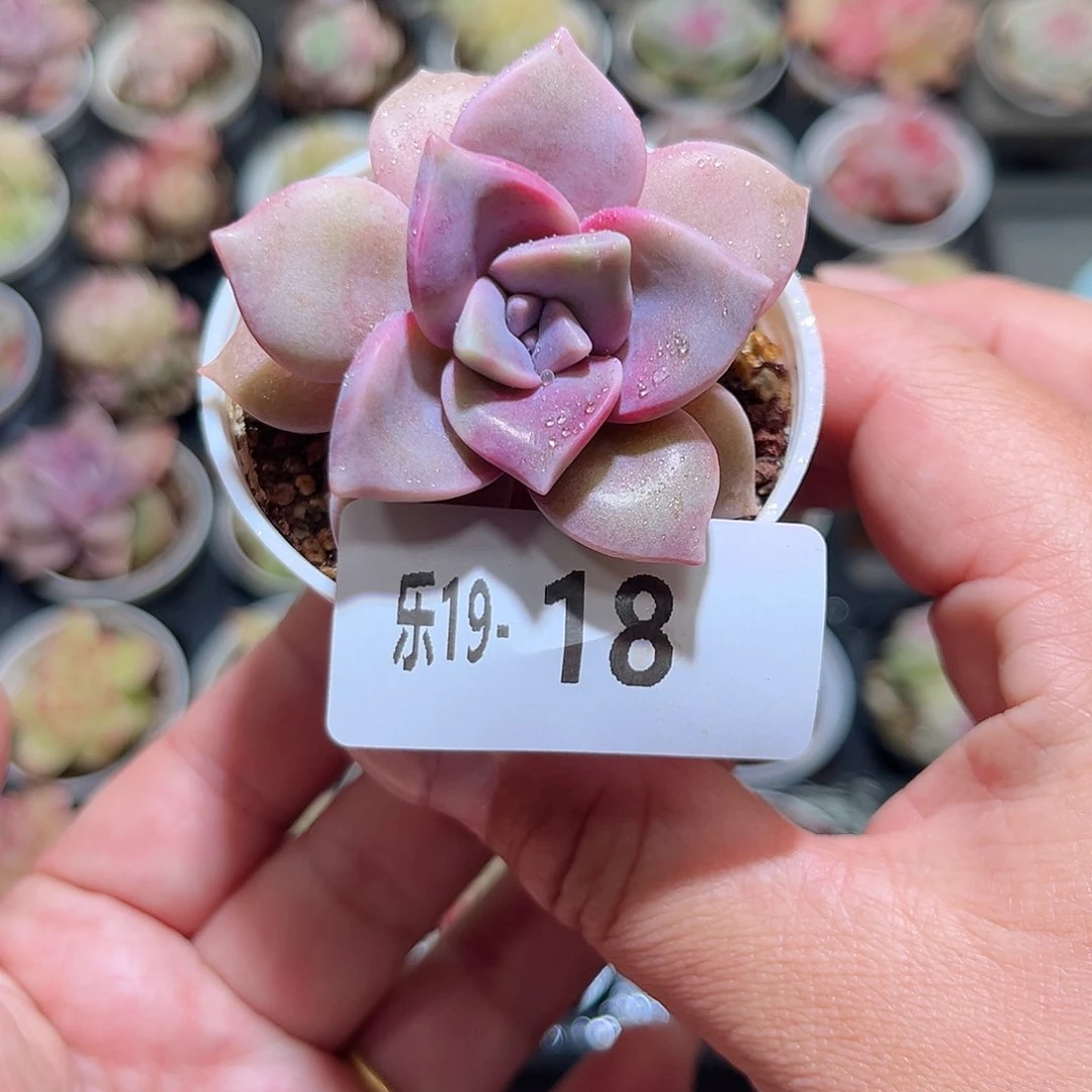 木乐14-18紫乐单头