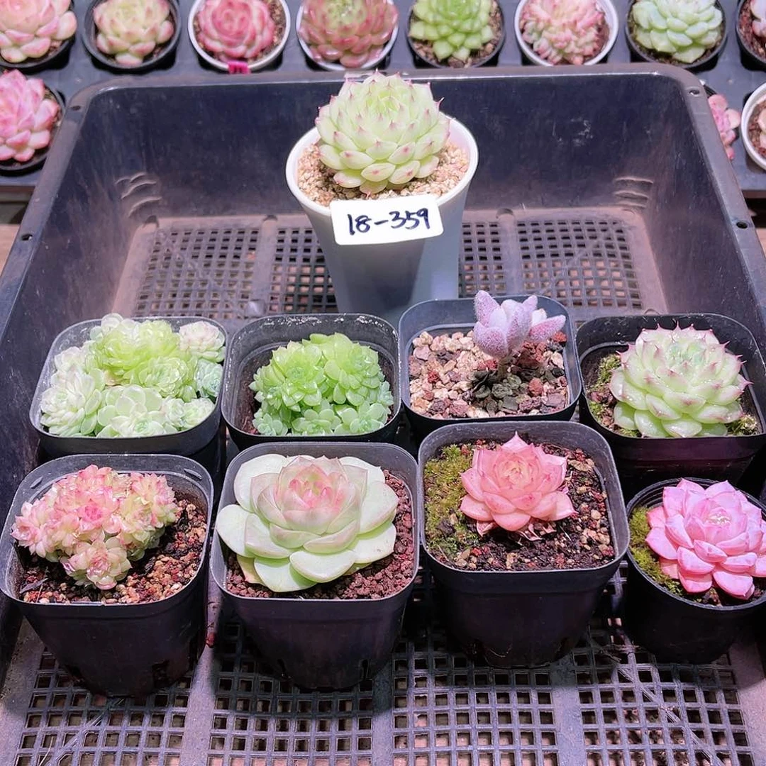 花利美18-359框拍9颗