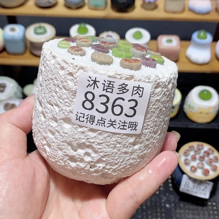 带盆土植物 精美盆栽8363