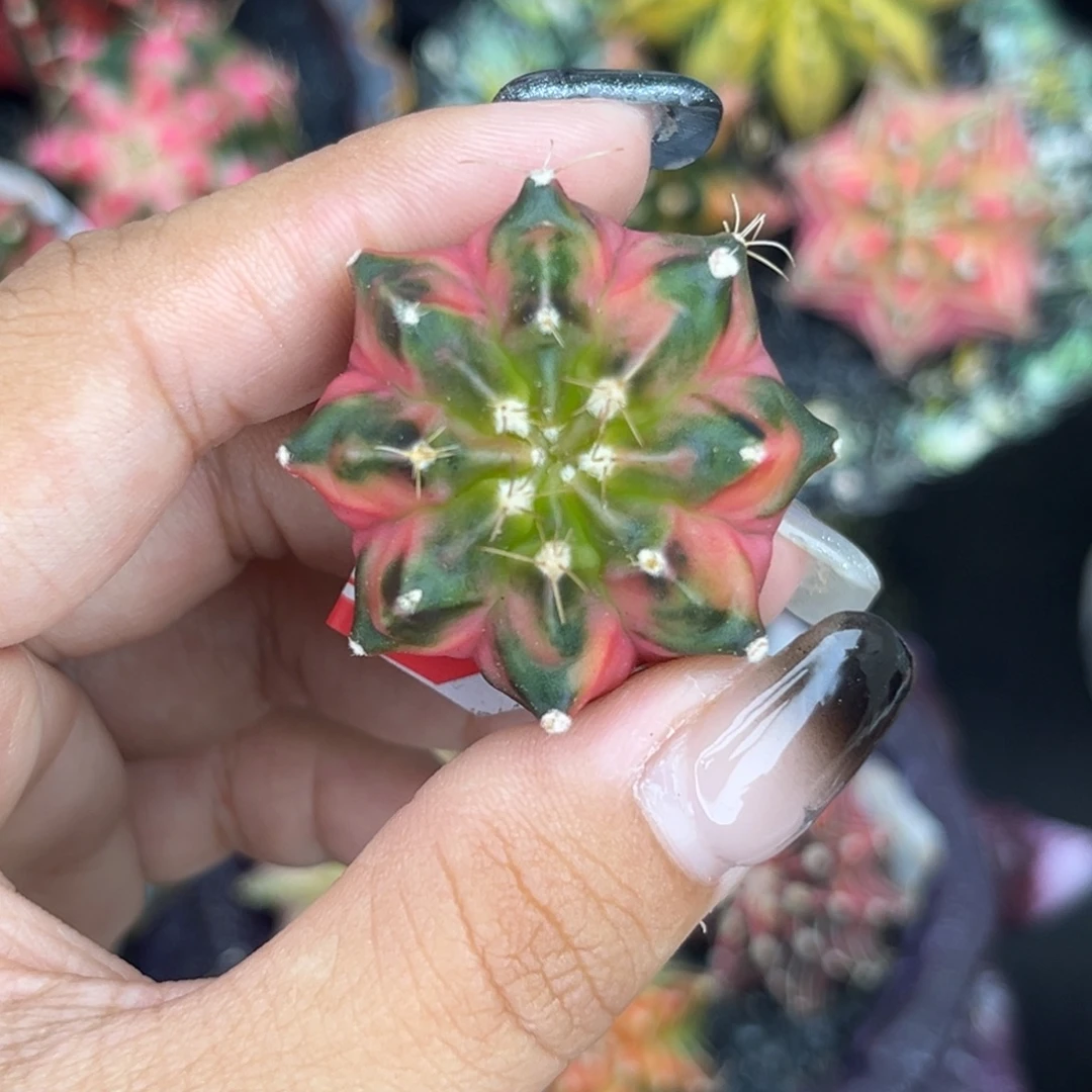 泰系测牙米哈锦，裸根