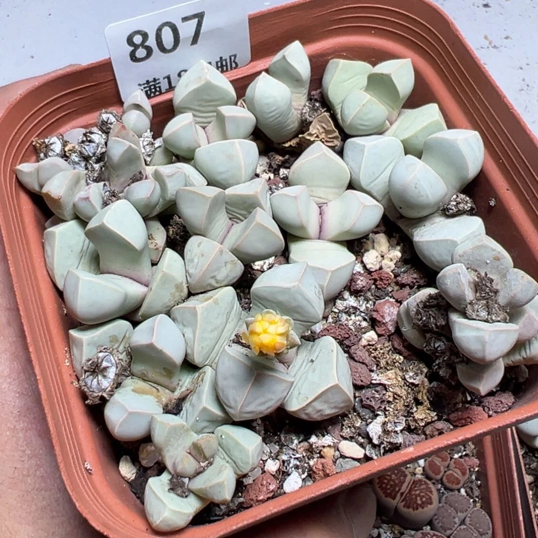 【闪购商品】 807。