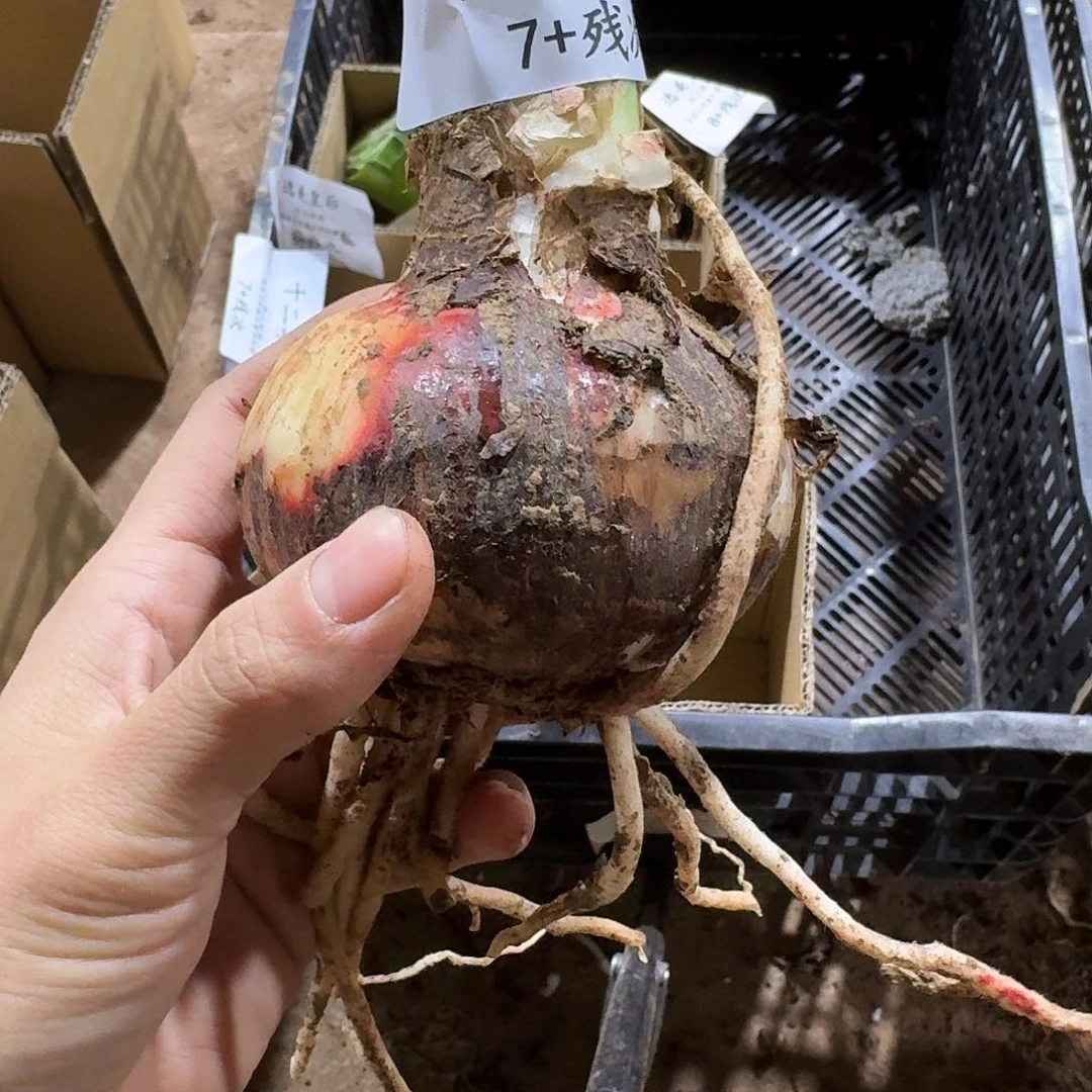 十二单衣7+残次不包养护