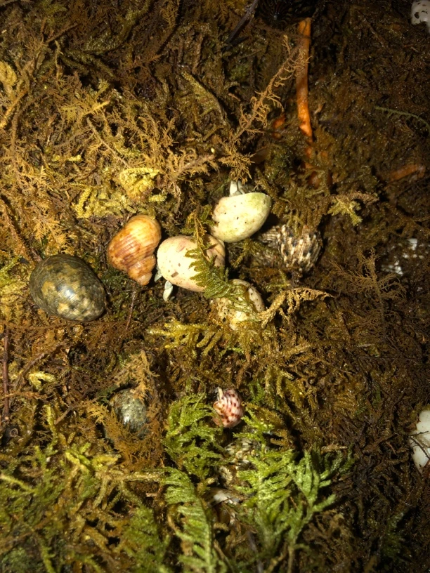 豆丁寄居蟹好养易活，新疆，西藏，海南勿拍