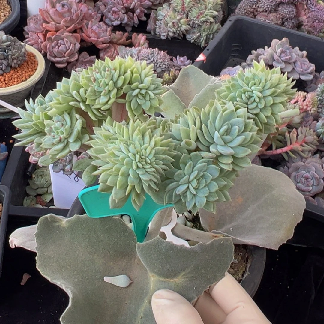 新年快乐 新年快乐  白色恋人缀化 新年快乐