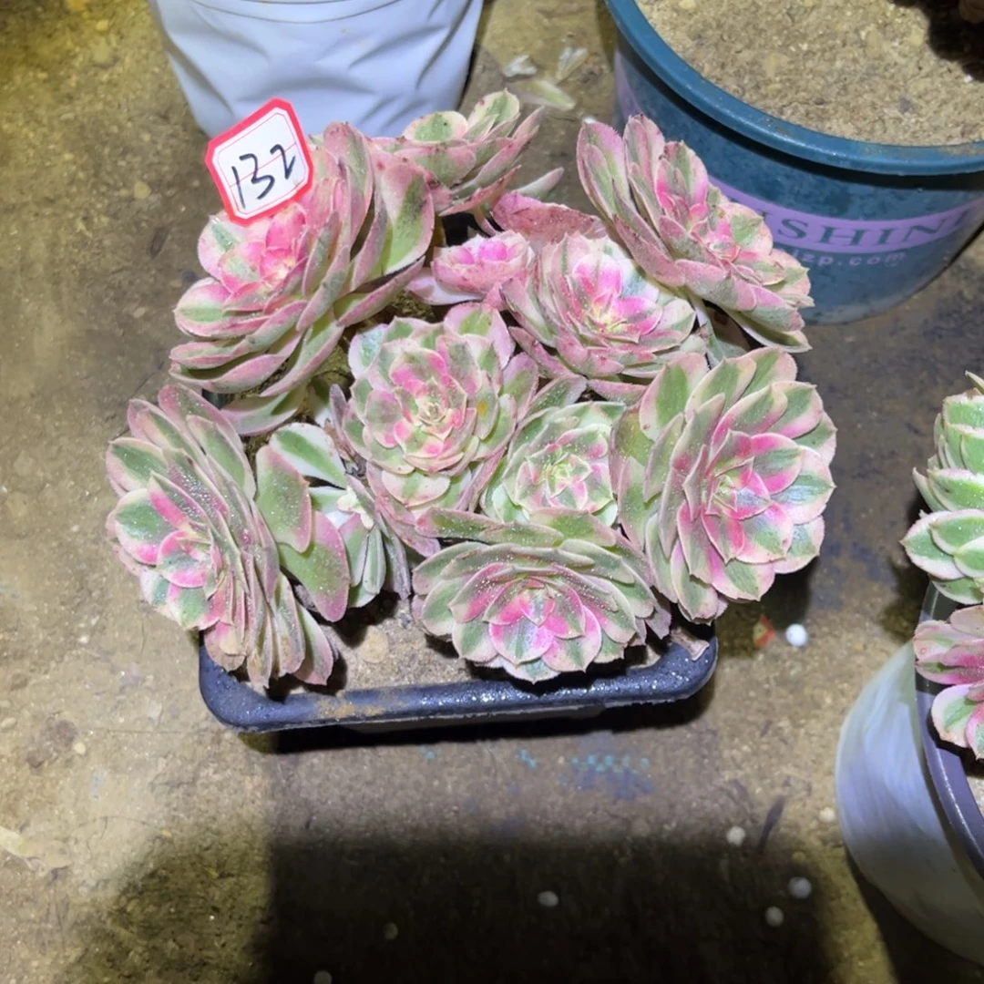 132多肉植物倾城朵朵18厘米