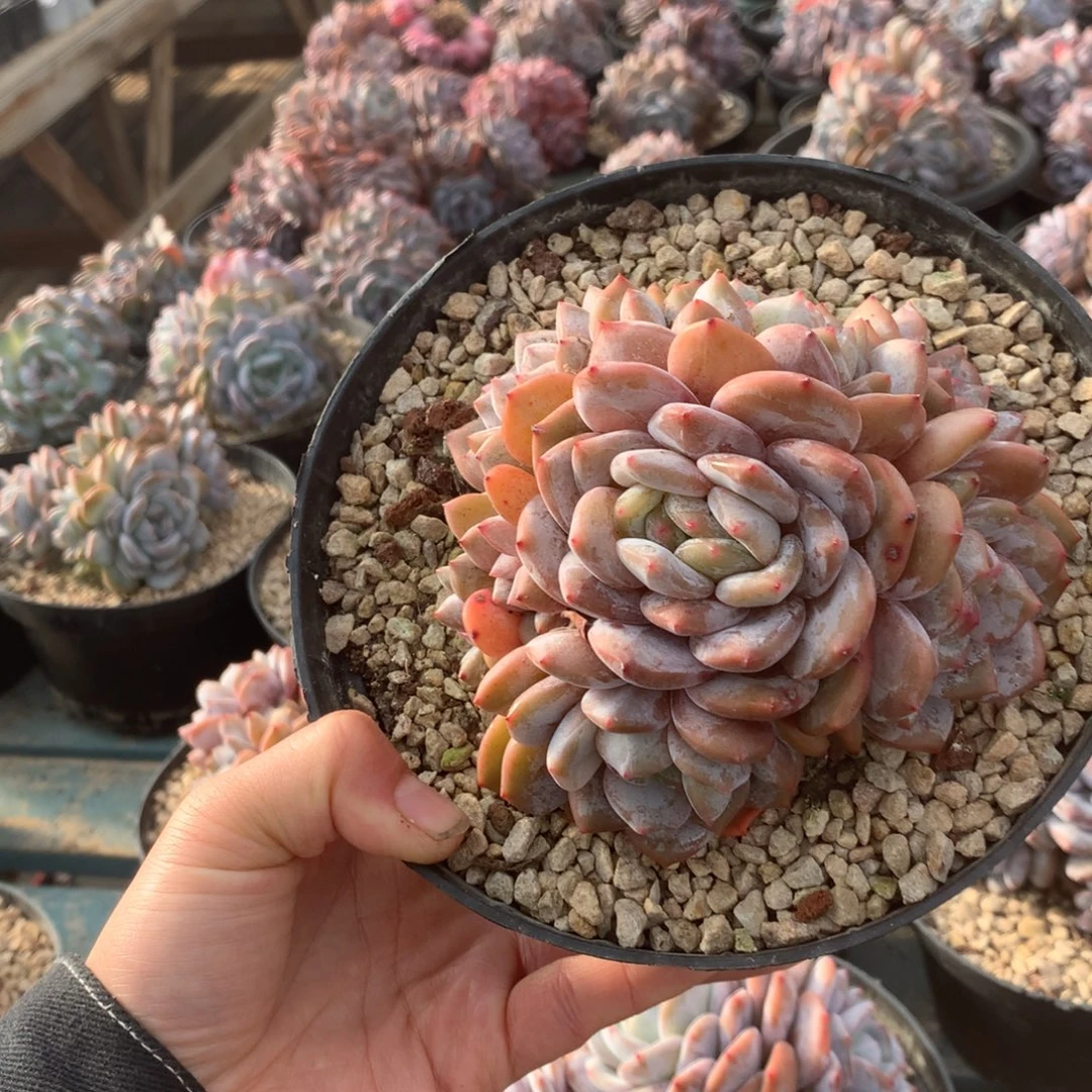 无花朵星影哈哈哈哈哈哈哈哈15