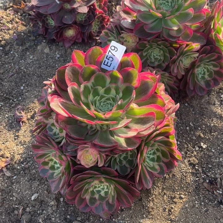 579玉子多肉植物