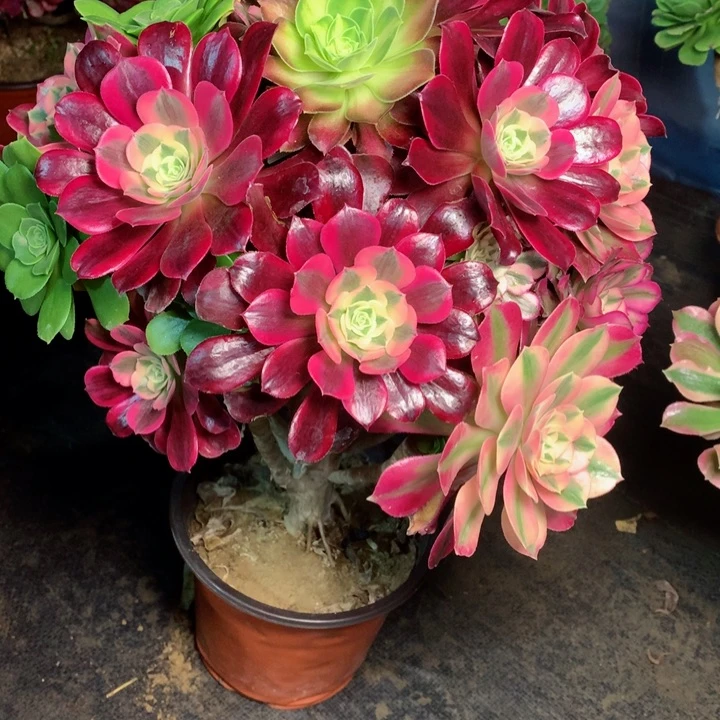 838嫁接多肉111111