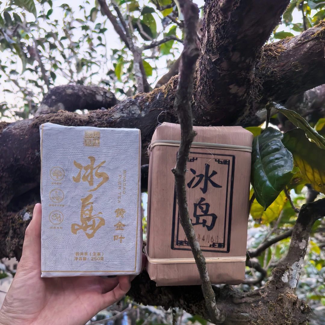 2024冰岛古树黄金砖250克1砖