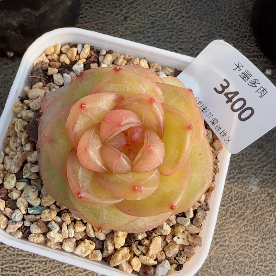 灵泽珍妮，3400多肉植物