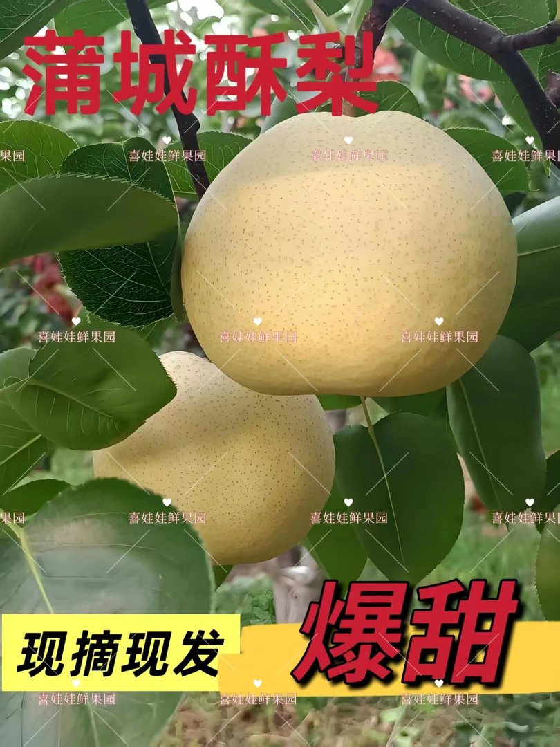陕西蒲城酥梨脆甜多汁5/10斤装大果小果可选产地现摘瓜果新鲜