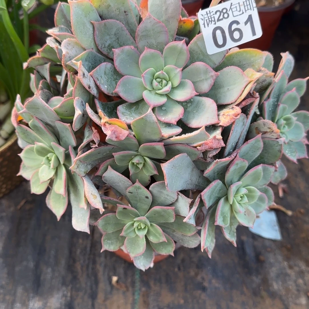 粉仙桃多肉061满28包邮断枝不包