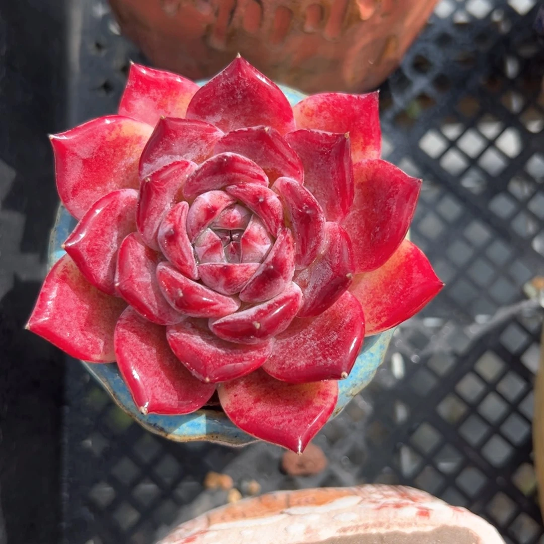 红拉糖（满38包邮）多肉