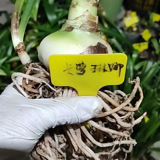 卡罗琳娜6.8带2侧