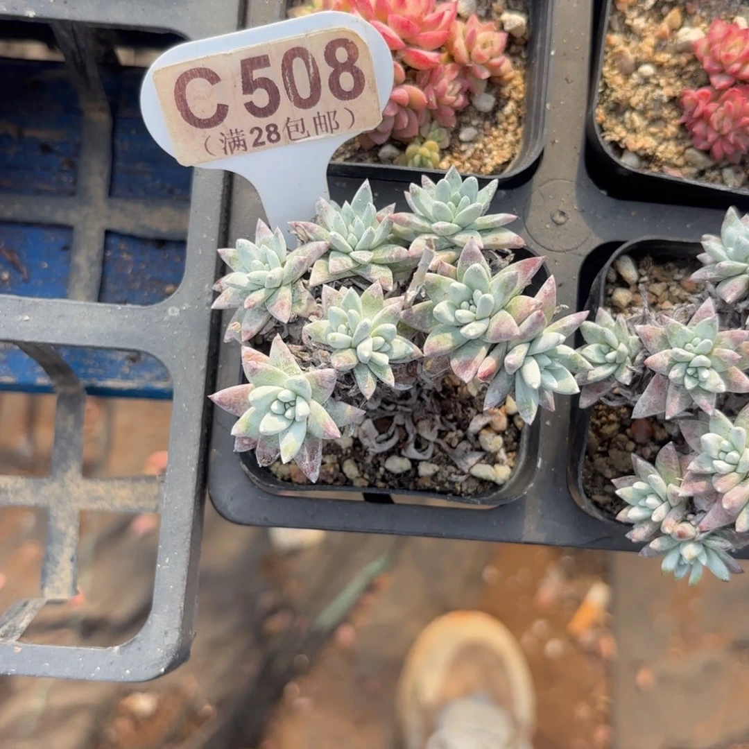 C508白菊一物一拍