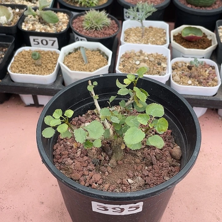 395纳马没药橄榄块根