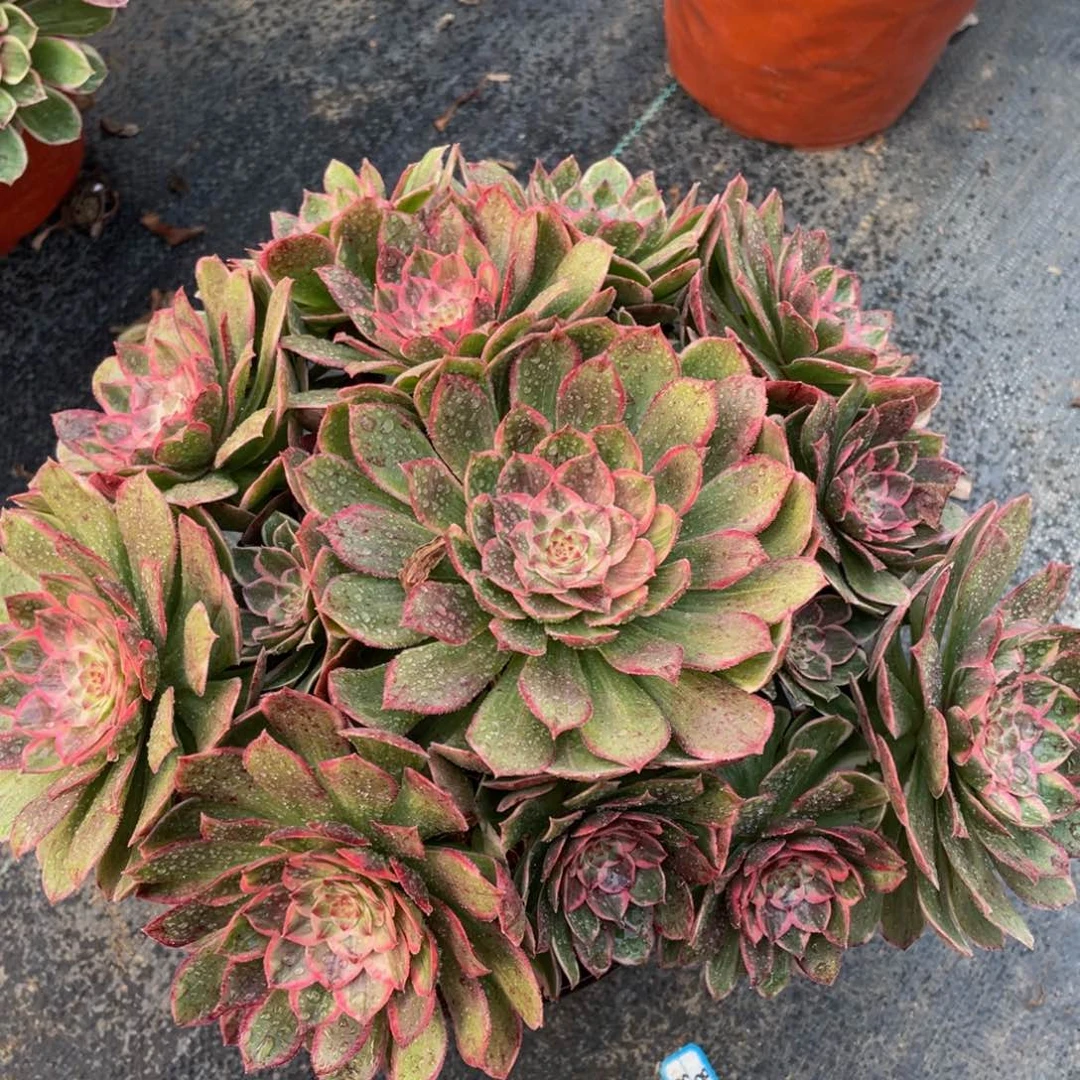 086莲花座精品法师多肉