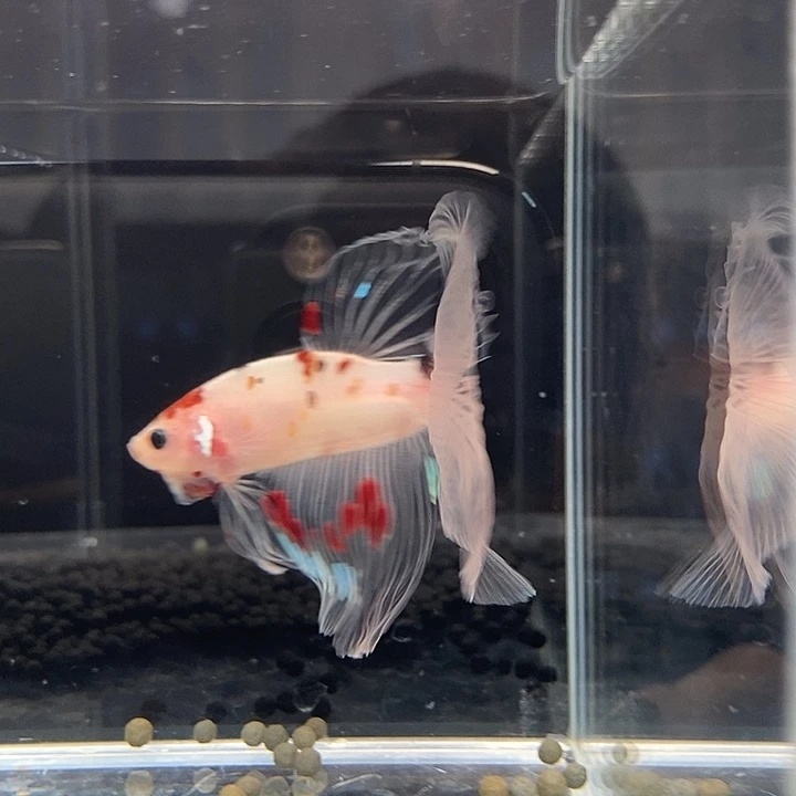 斗鱼黑109号巨斗半月