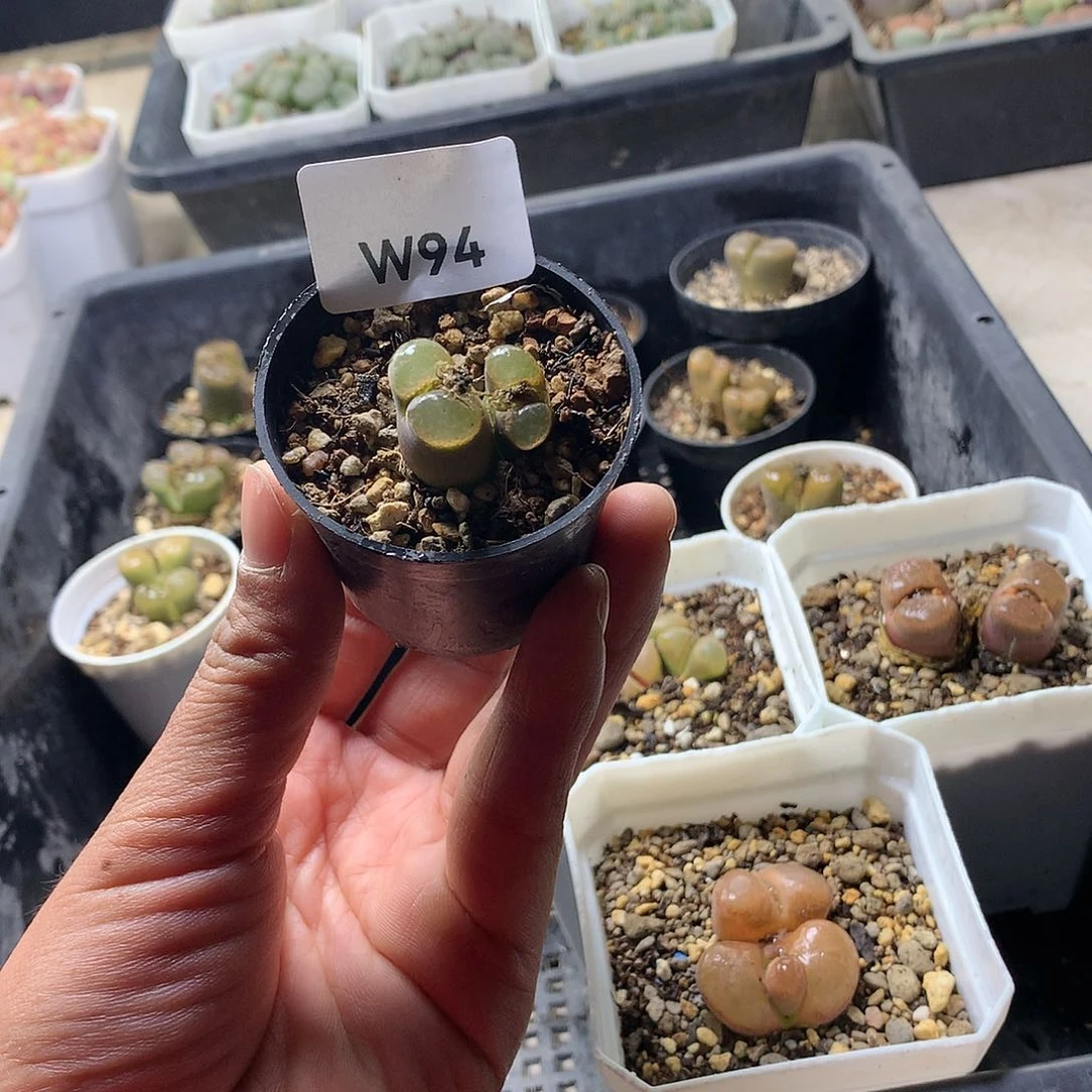 关***柿W94多肉植物保护研究所