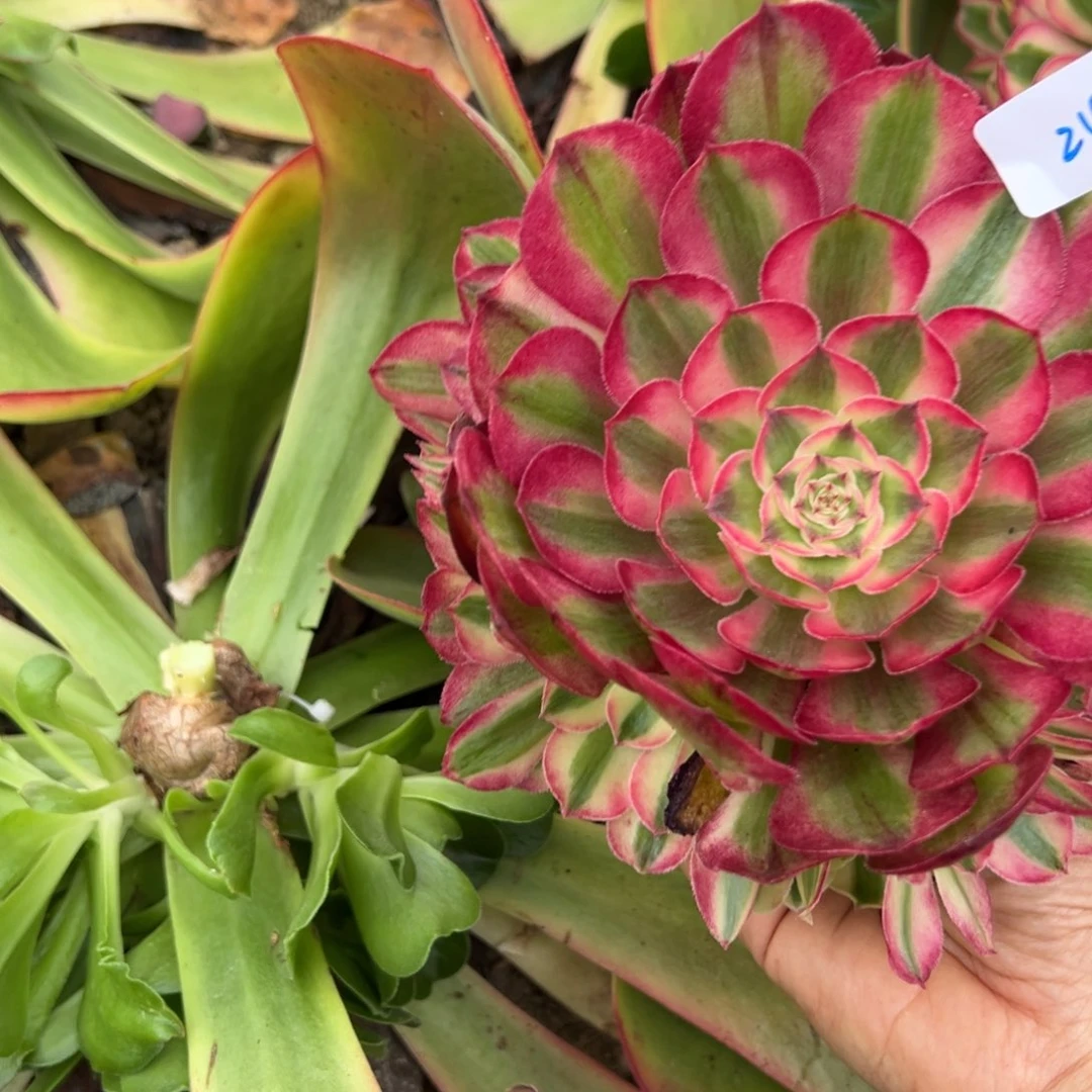 25半糖无根多肉椅子