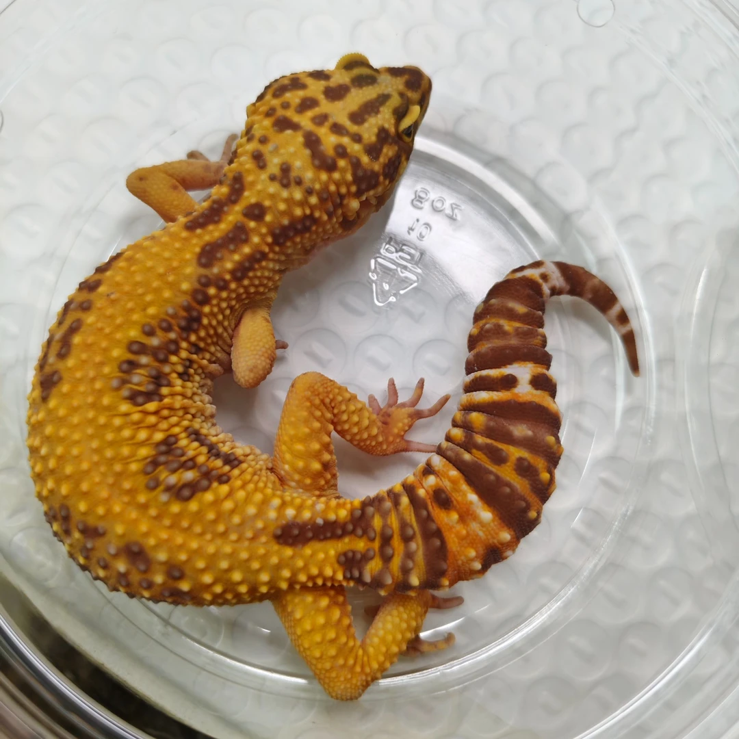 雪翡翠白化守宫  小萌妹