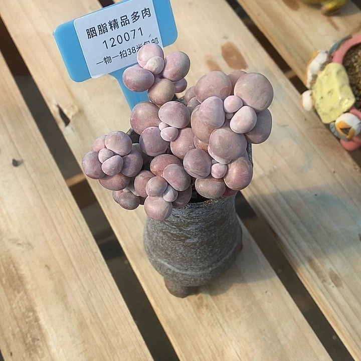 你所你空哦们莫莫莫Molly